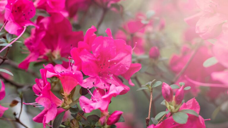 photo of azaleas flowers