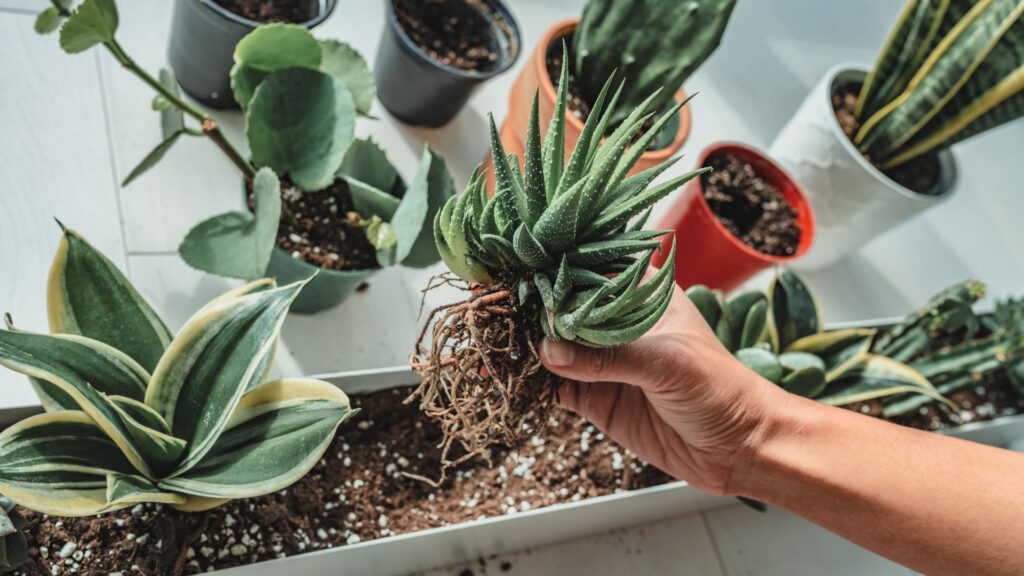 4 Easy-To-Follow Steps For Repotting Succulents