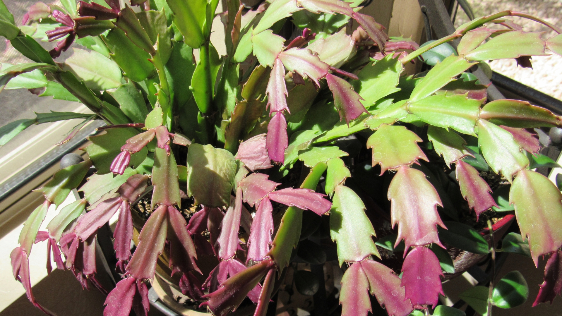 If Your Indoor Plants Turn Purple, These 4 Things Are To Blame