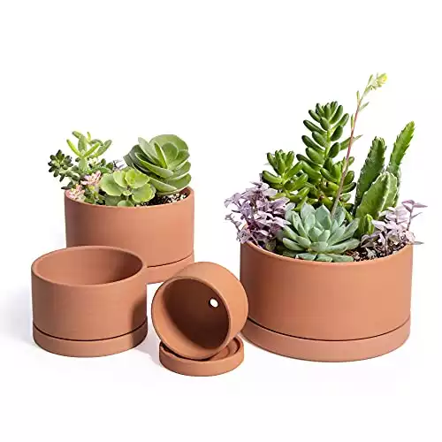 Set of 4 Terracotta Shallow Planter Pots
