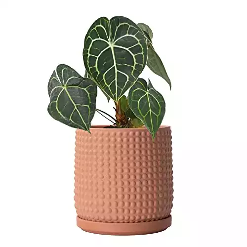 Terracotta Beaded Planter Pot
