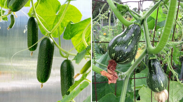summer crops for vertical gardening