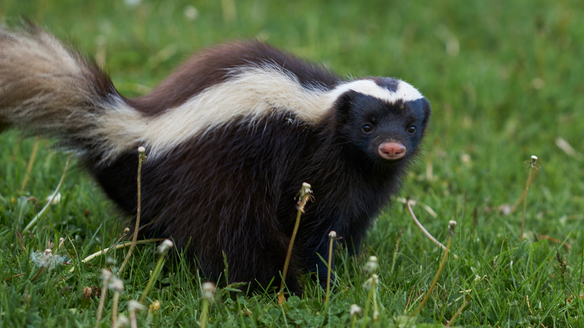 skunk on grass