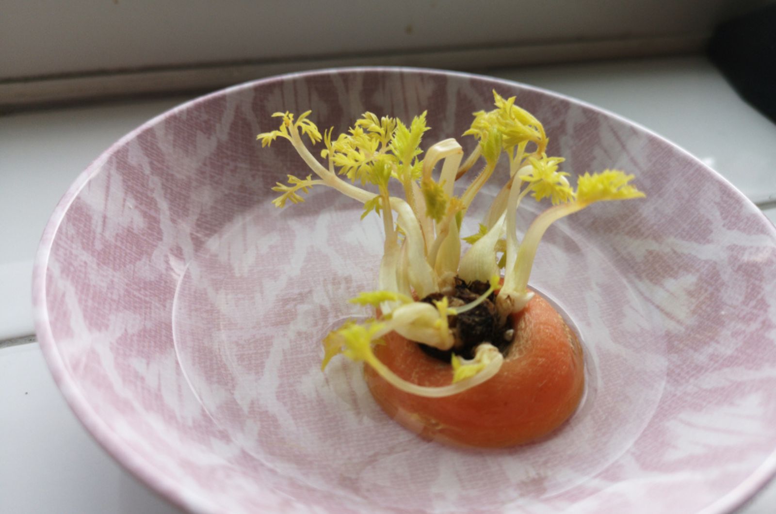 A carrot top in a dish of water sprouting new leaves