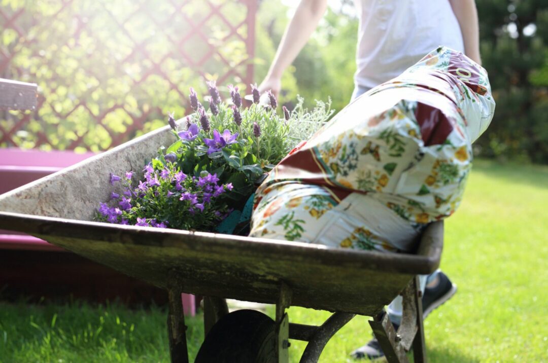 Simple Steps To Bring Your Lavender Back to Life