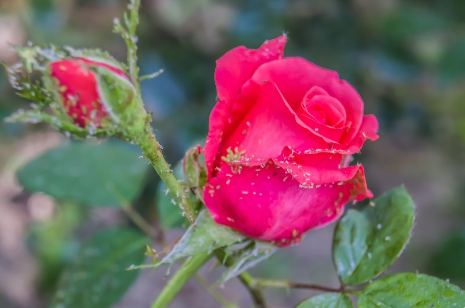 Aphids on rose flowers in nature
