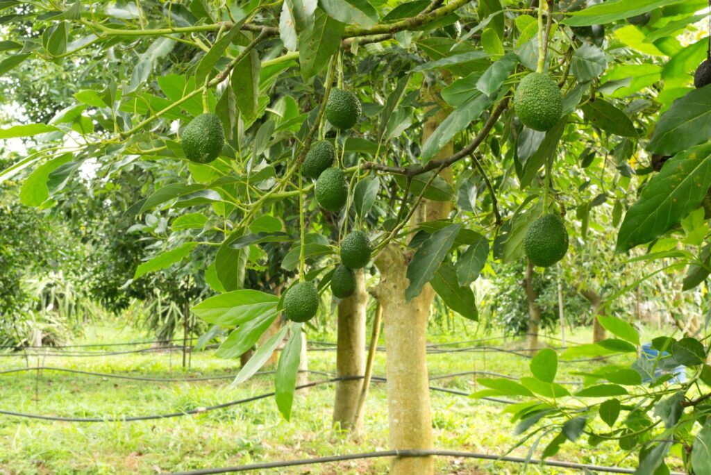 Avocados growing on a tree