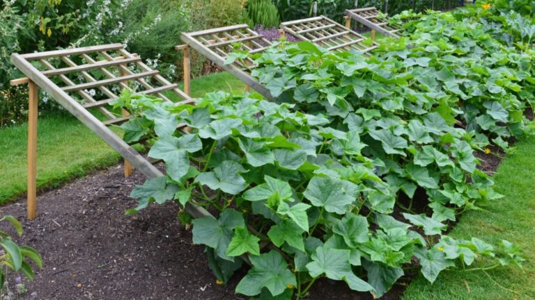 photo of cucumber plants
