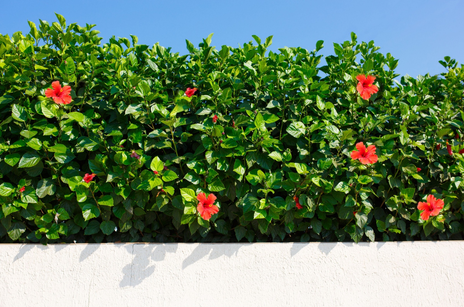 Bush green hedge with red hibiscus flowers