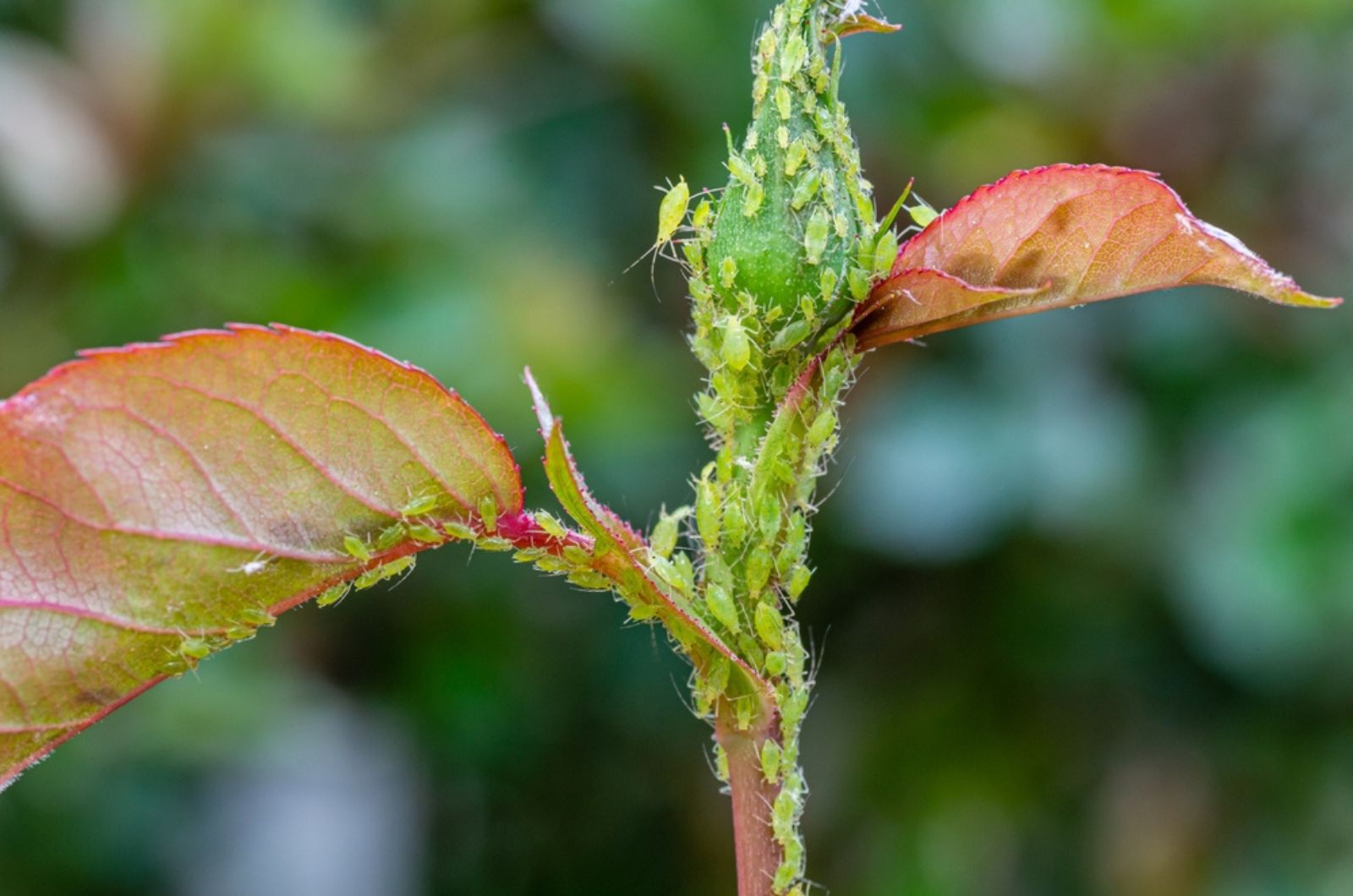 Colony of green aphids on a rose branch.
