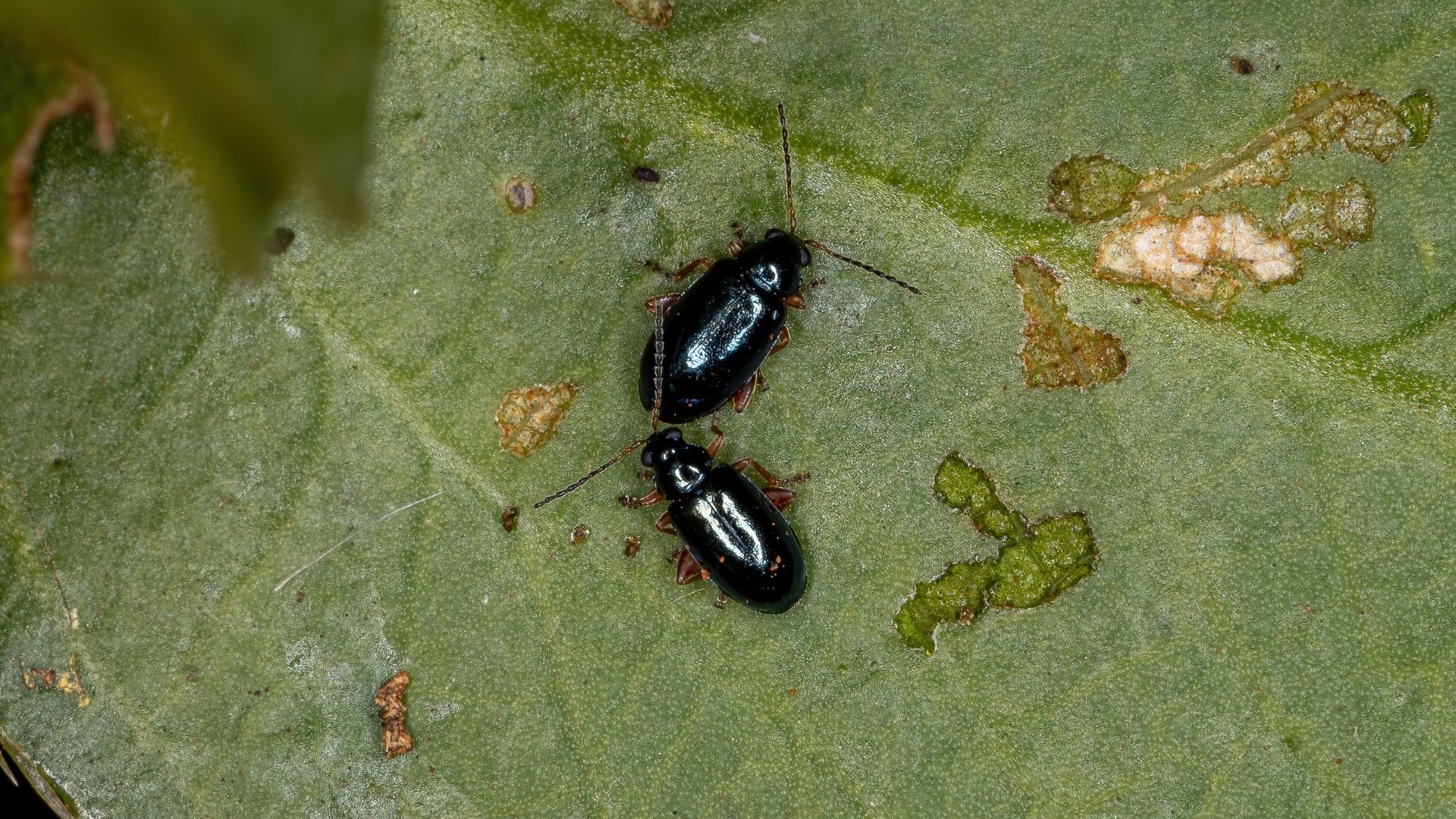 Create A Flea Beetle-Free Garden Haven With These 5 Tips No One Told You About
