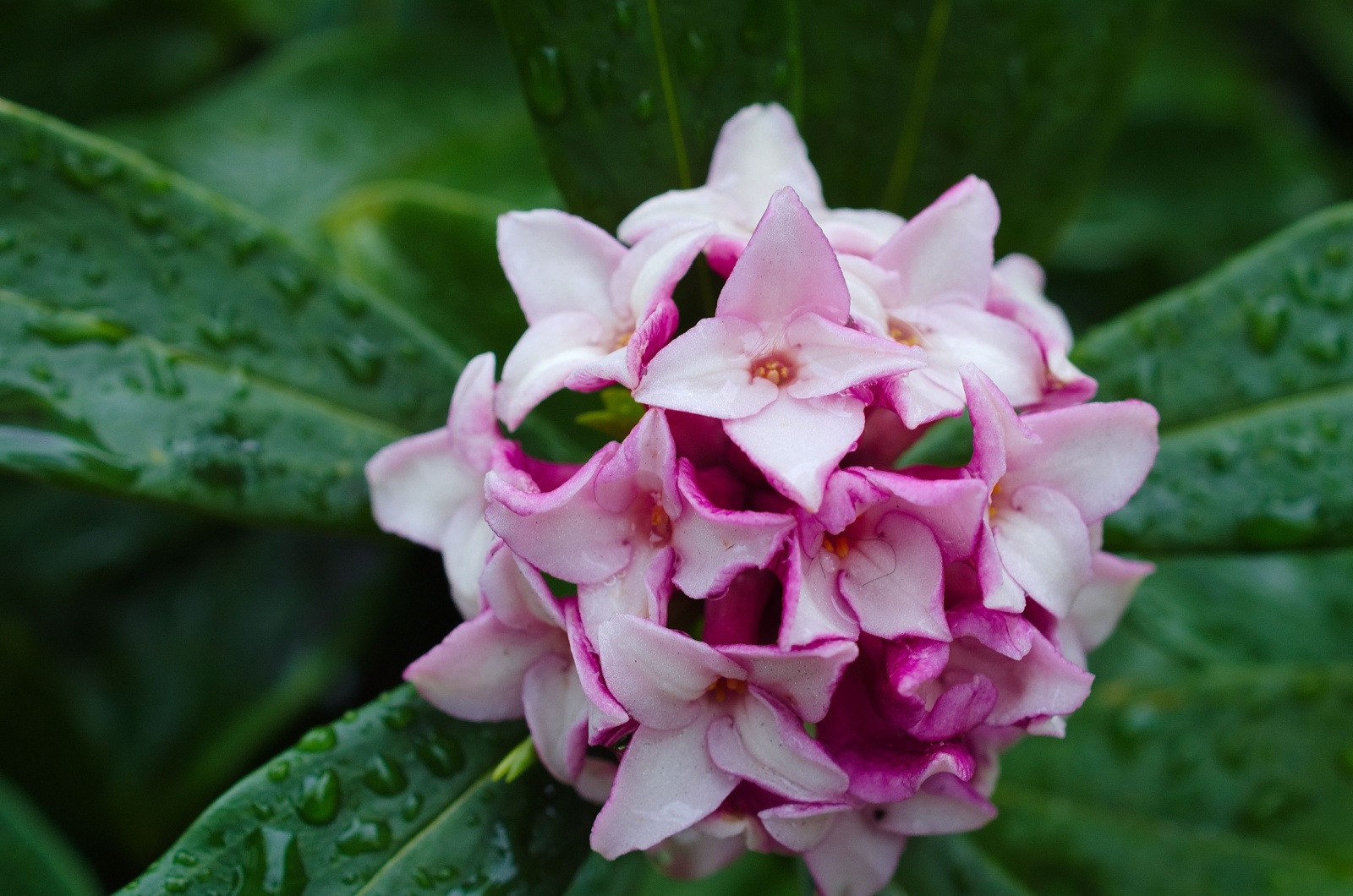 Daphne odora in full bloom in the rain