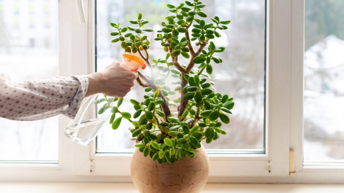 Surefire Sign You're Overwatering Your Jade Plant