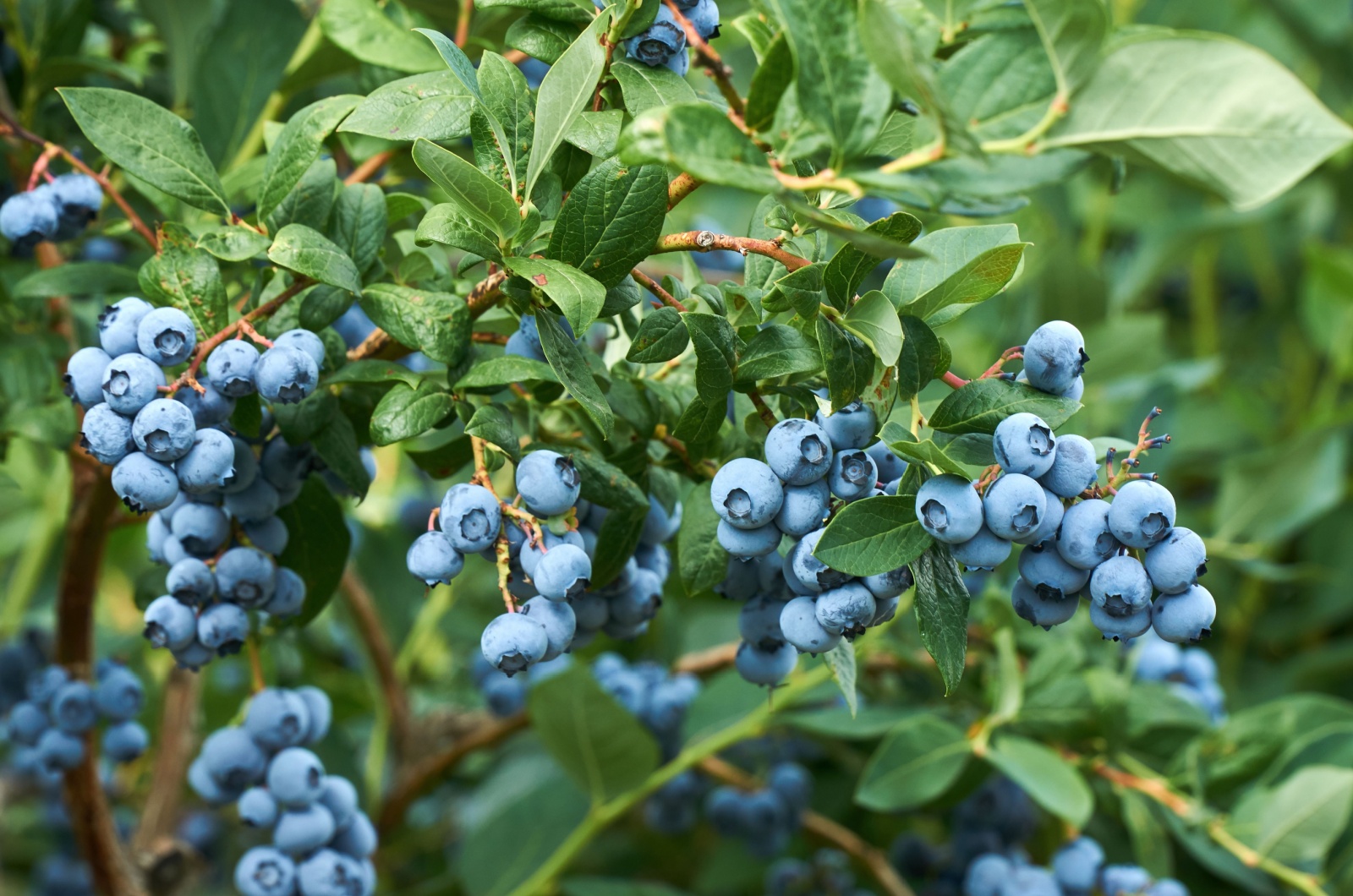 Fresh organic blueberries on the bush