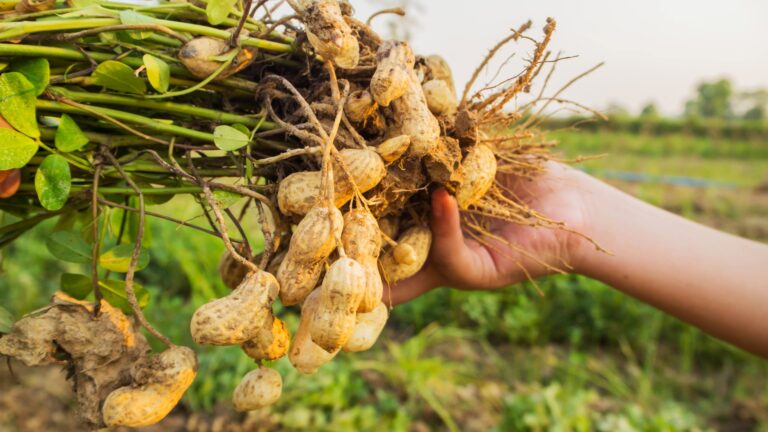 hand holding peanuts