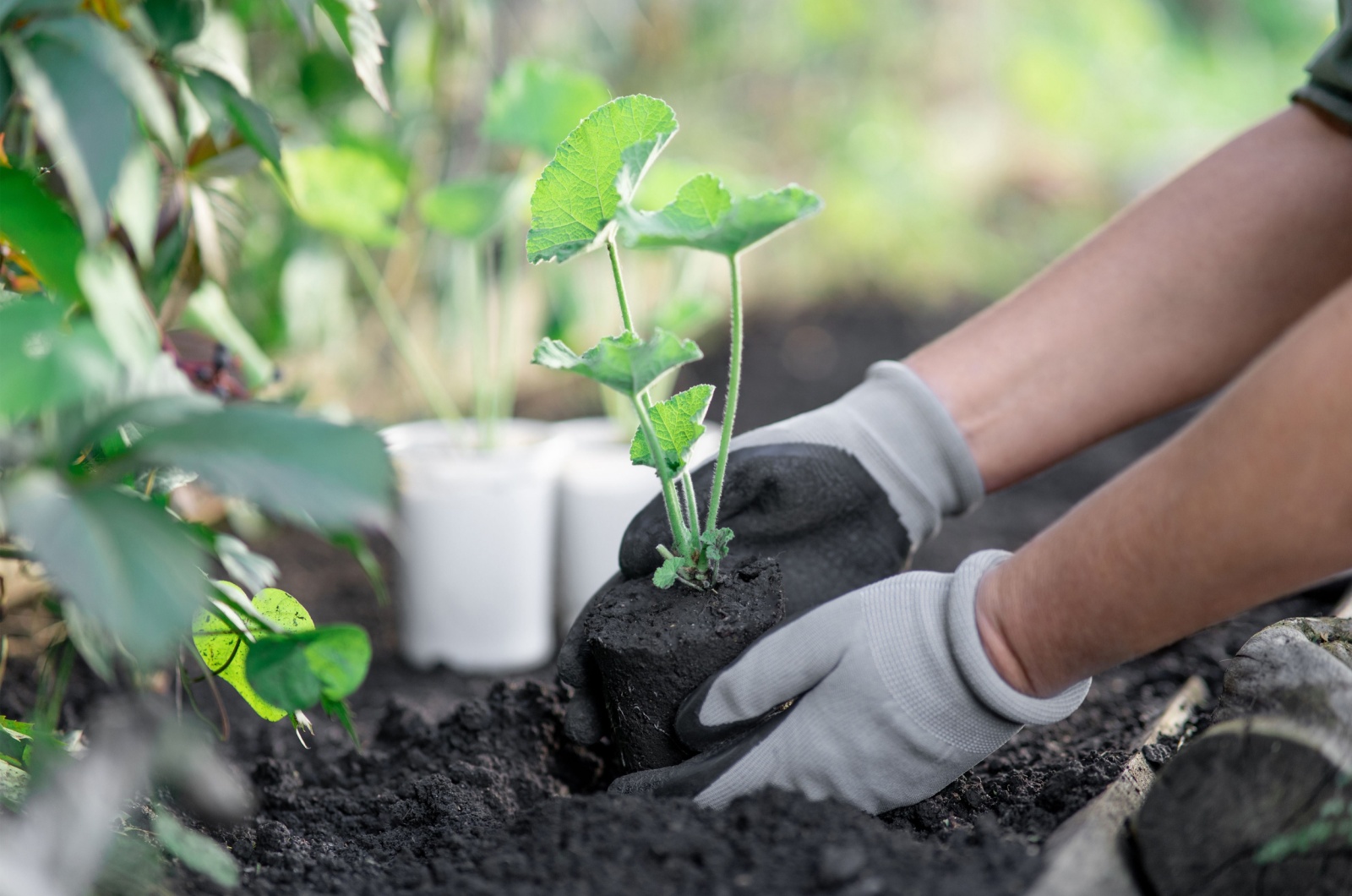 Hands in gardening gloves planting hollyhocks seedling
