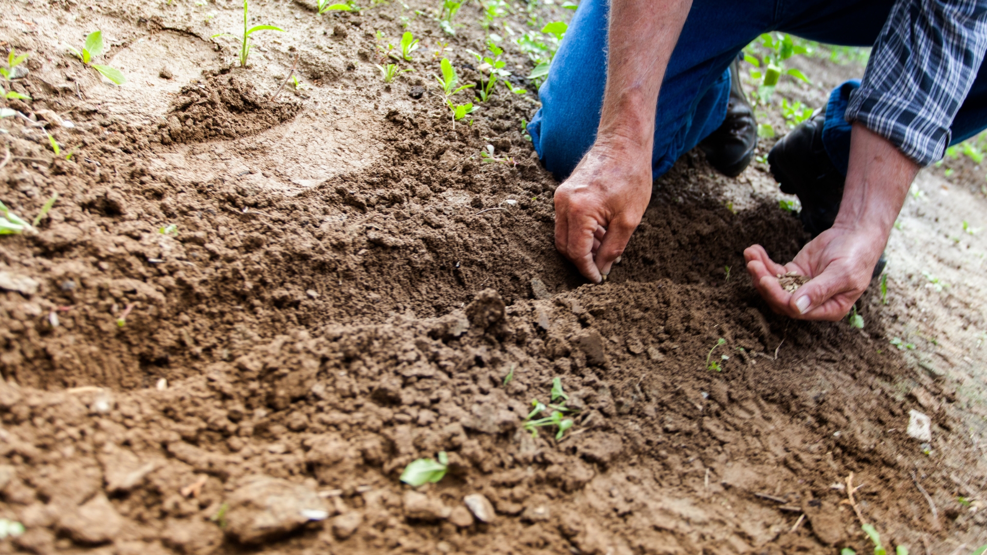 Here’s A Brilliant Garden Hack That Protects Newly-Planted Seeds