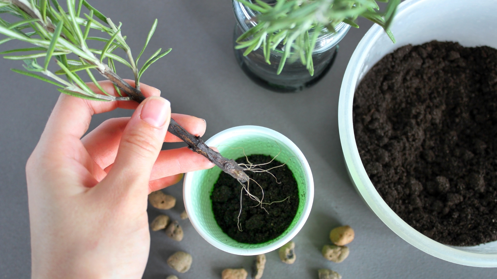Here’s How To Propagate Rosemary In Soil Or Water