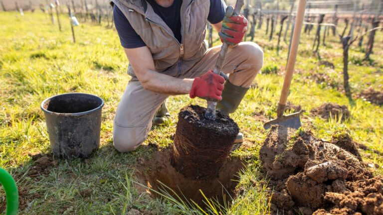 gardener planting a tree