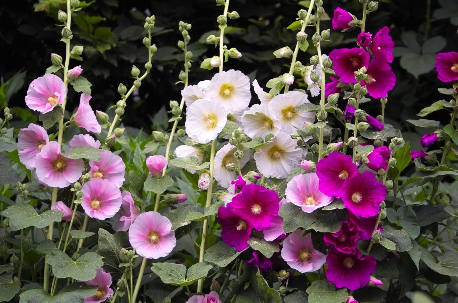 Hollyhocks in mixed colors