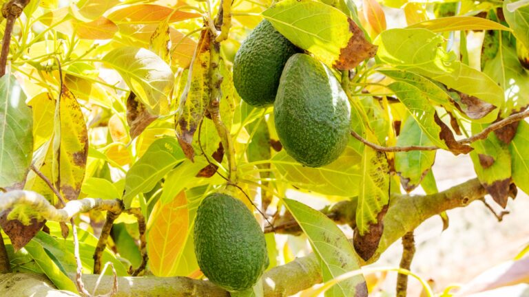 Hass avocado tree