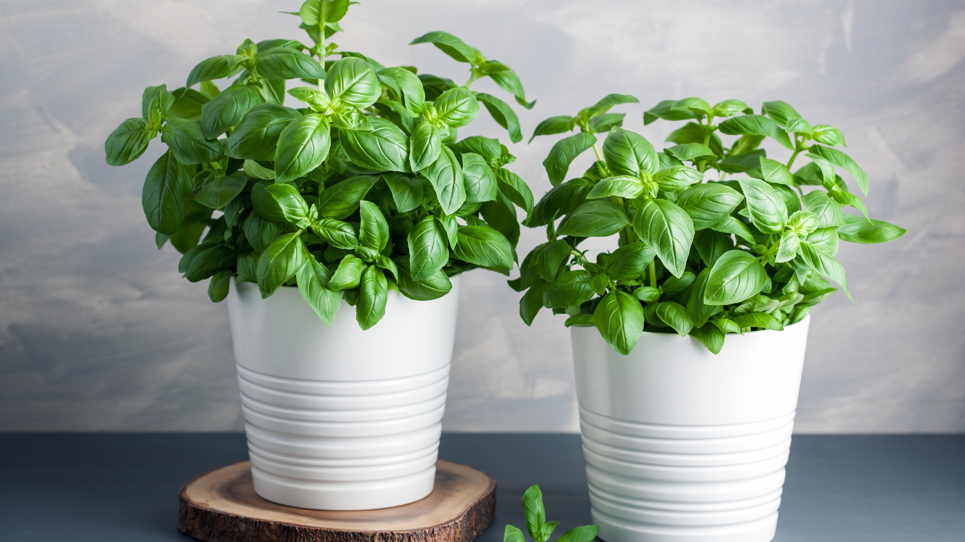basil growing in white pots