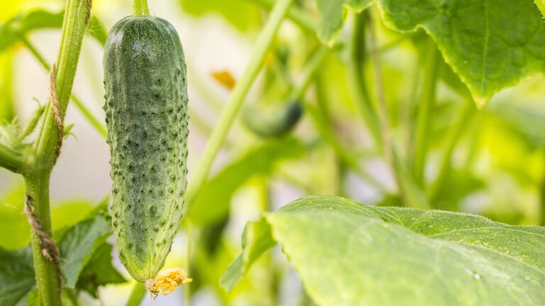 cucumbers growing