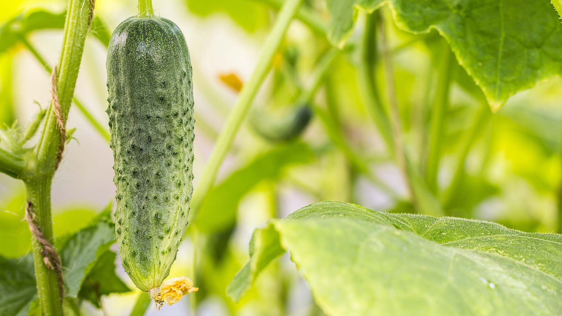 How To Make A Bamboo Trellis For Growing The Best Cucumbers Ever