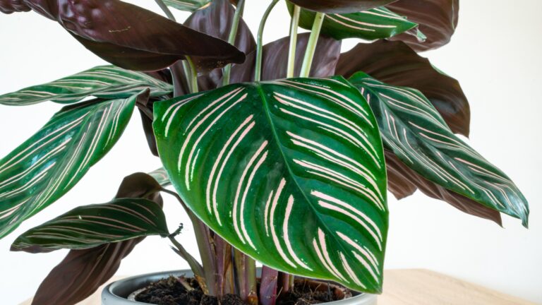 Prayer Plant