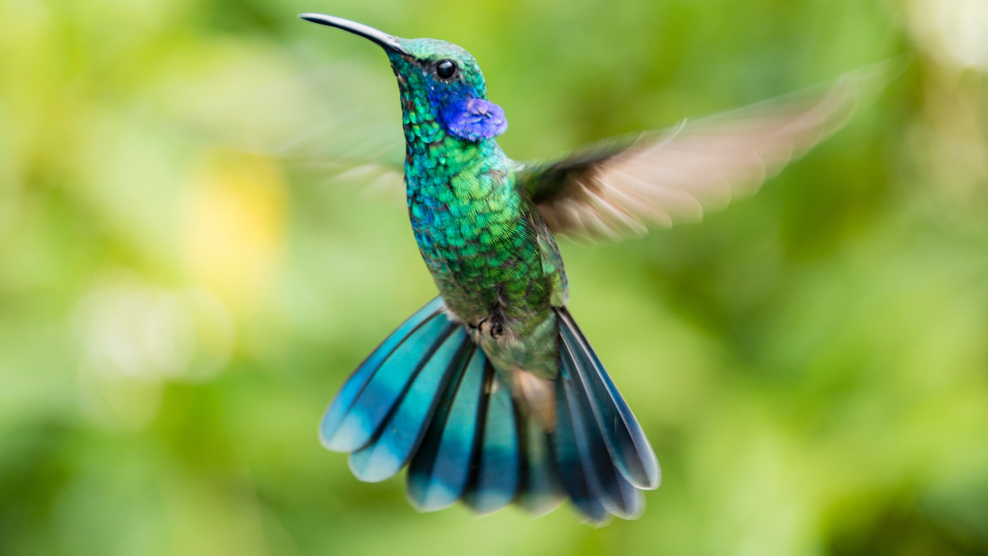 hummingbird in yard