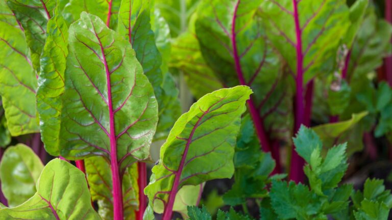 growing swiss chard