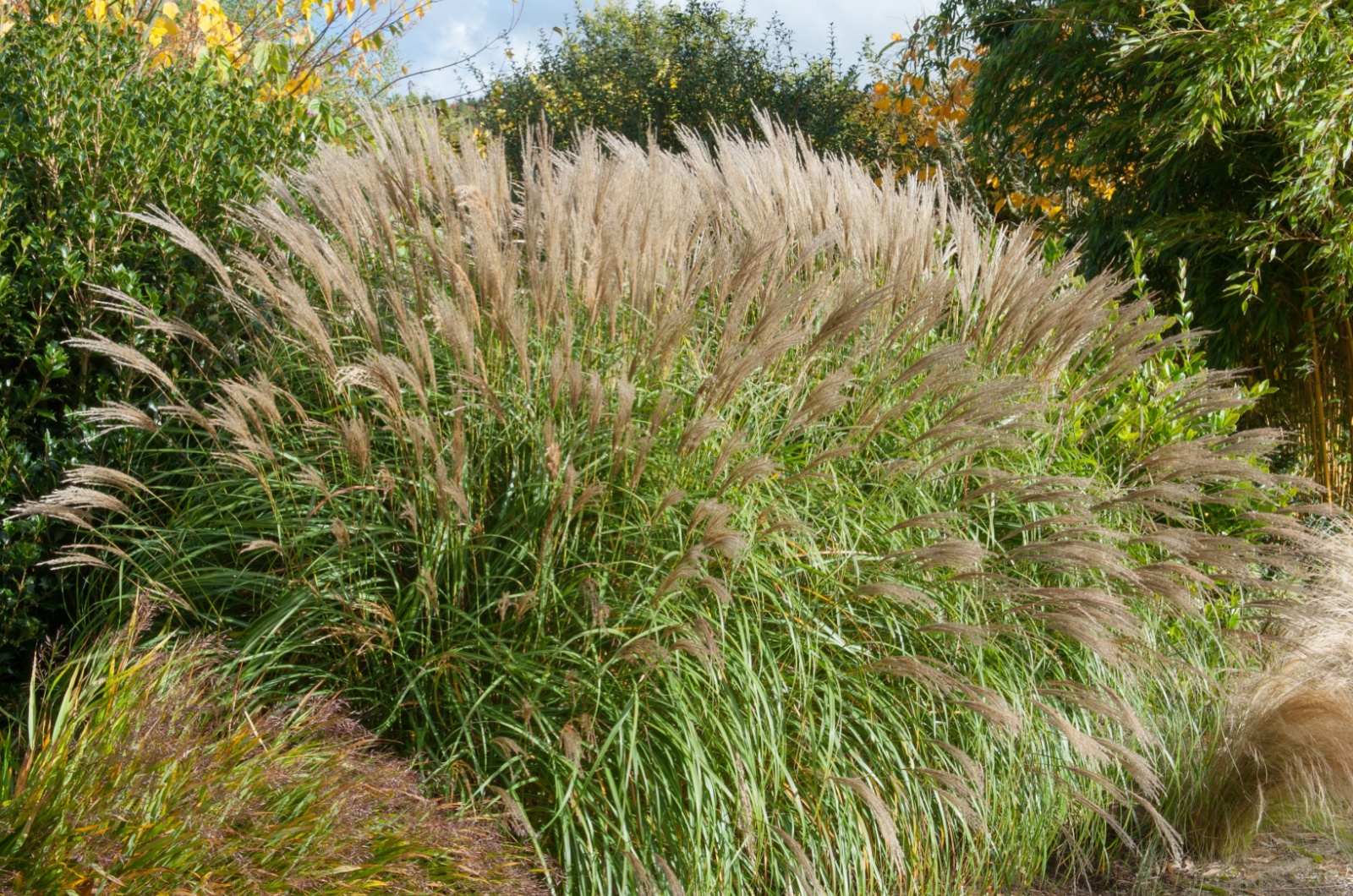 Ornamental deciduous grass