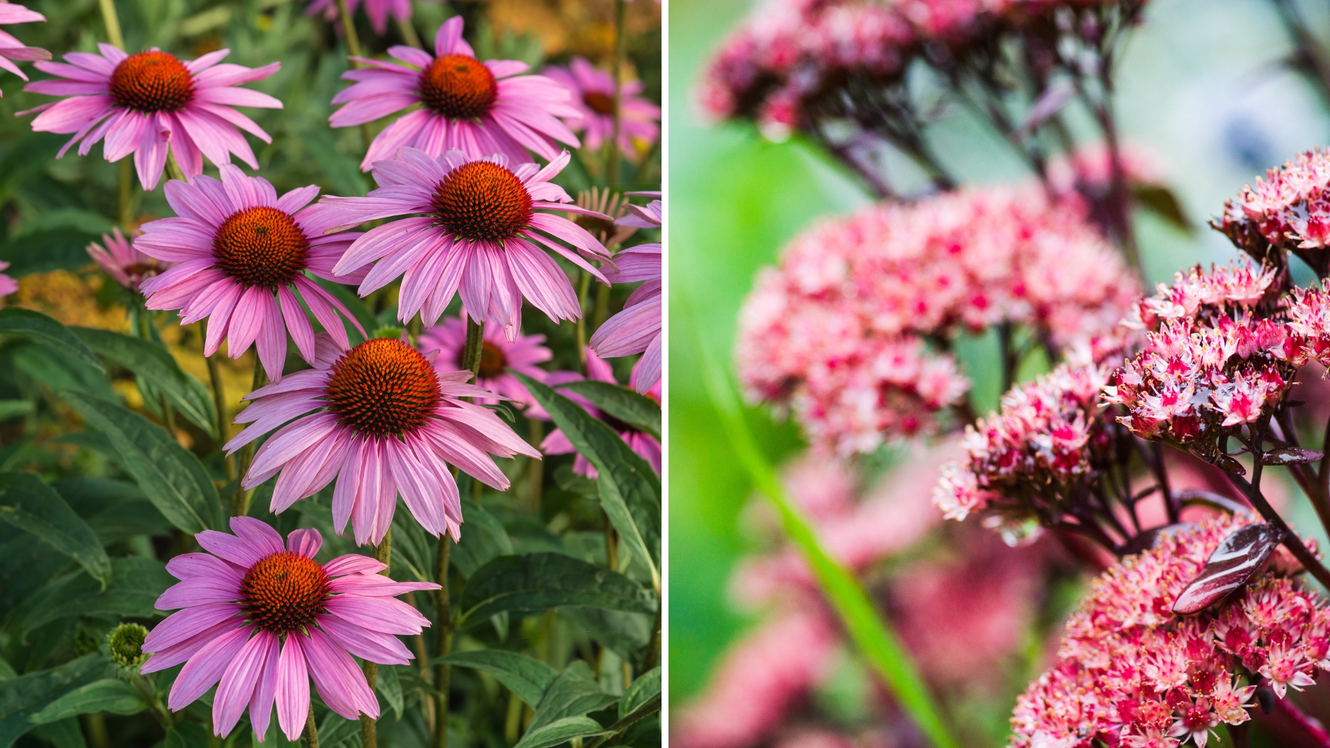 Plant These 6 Absolutely Gorgeous Flowers In Spring For A Dazzling Display All Season Long