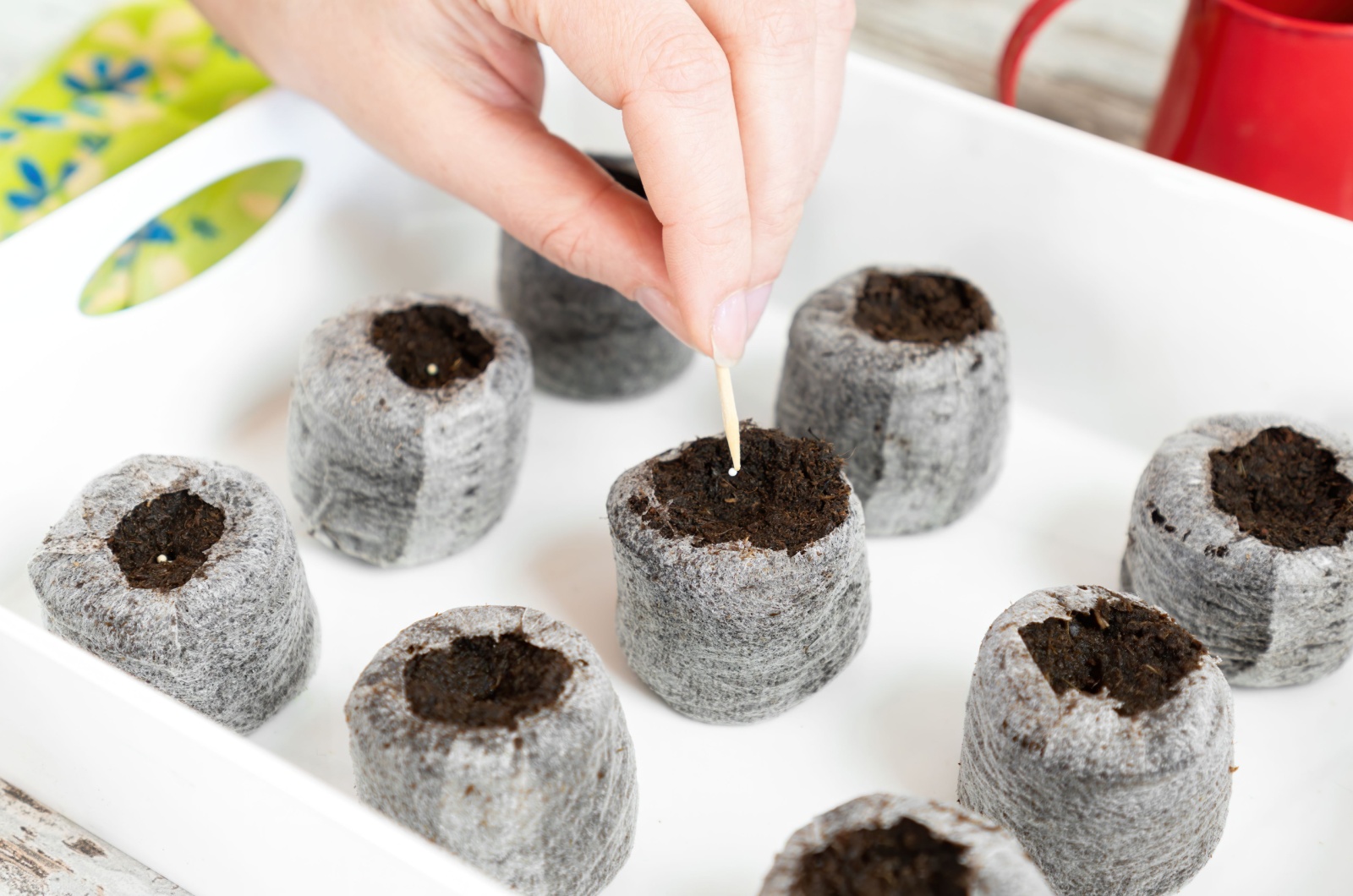 Planting seeds in peat pellets using a wet toothpick