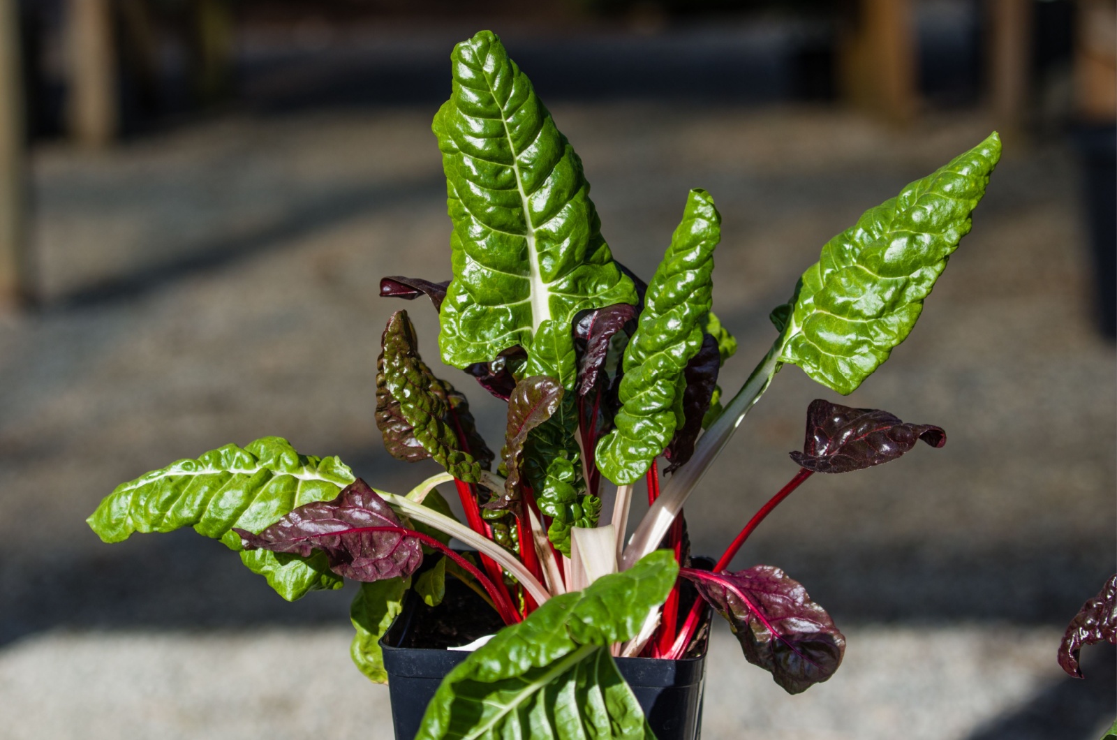 Potted swiss chard plant
