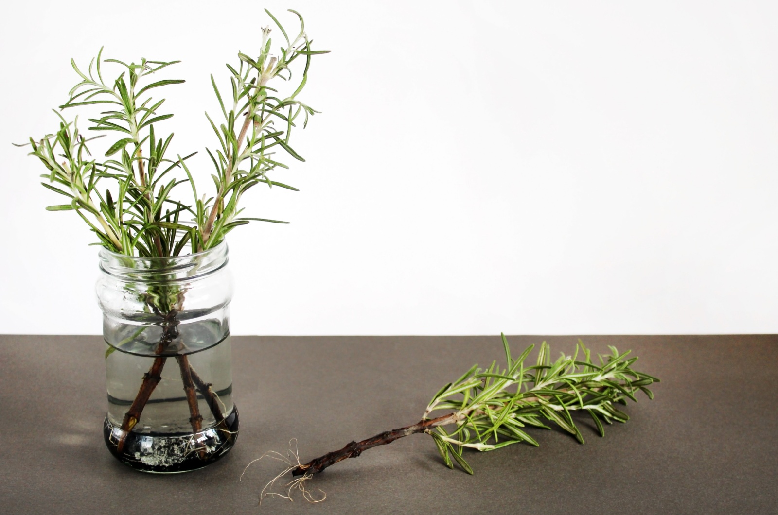 Propagating Rosemary In Water