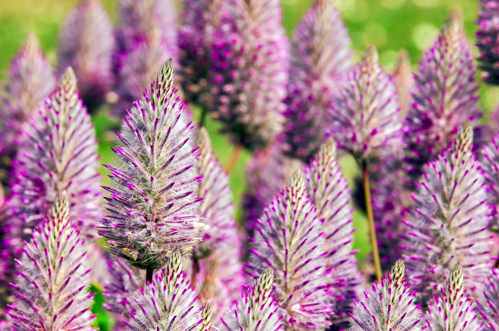 Ptilotus plants