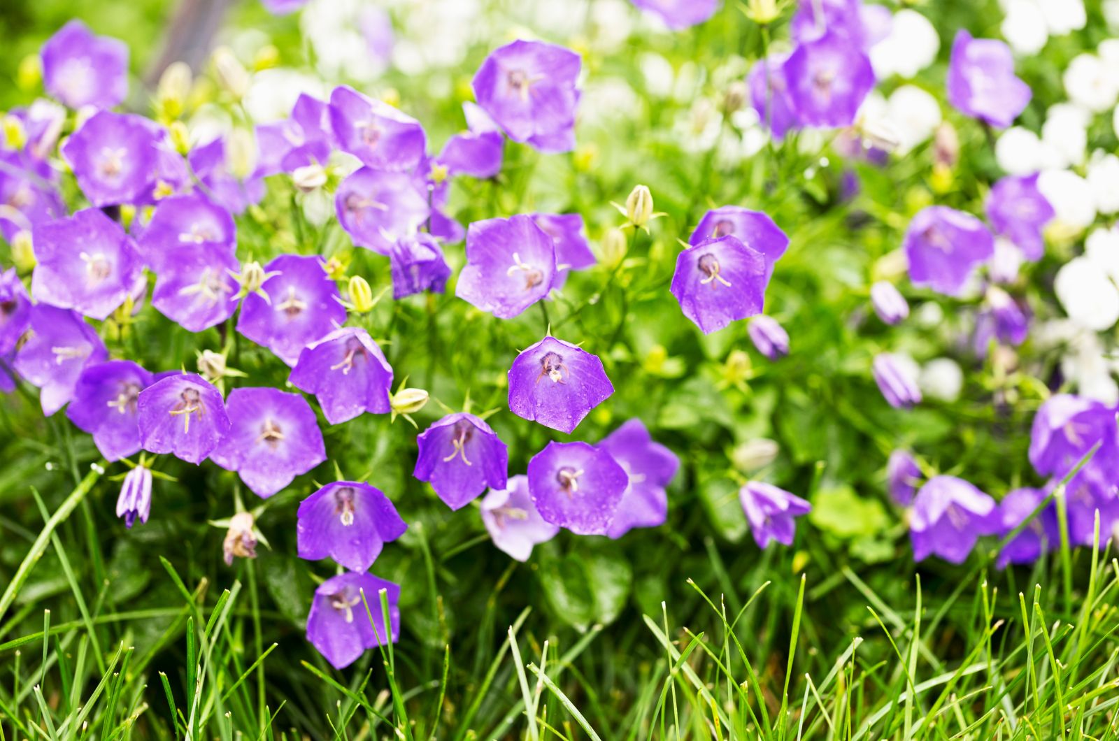 Purple Bellflowers