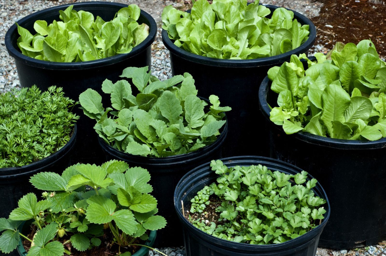 Salad greens, herbs and vegetables grown in large black pots