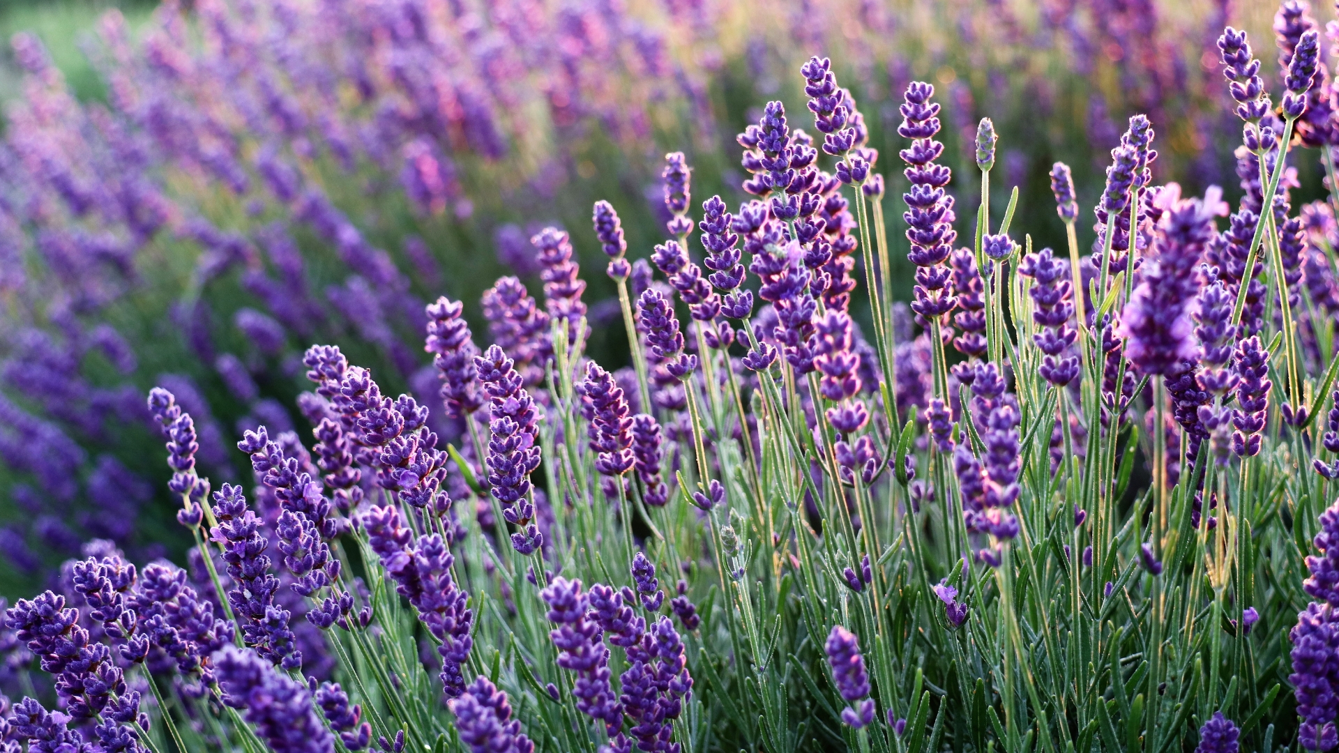 Simple Steps To Bring Your Lavender Back to Life 