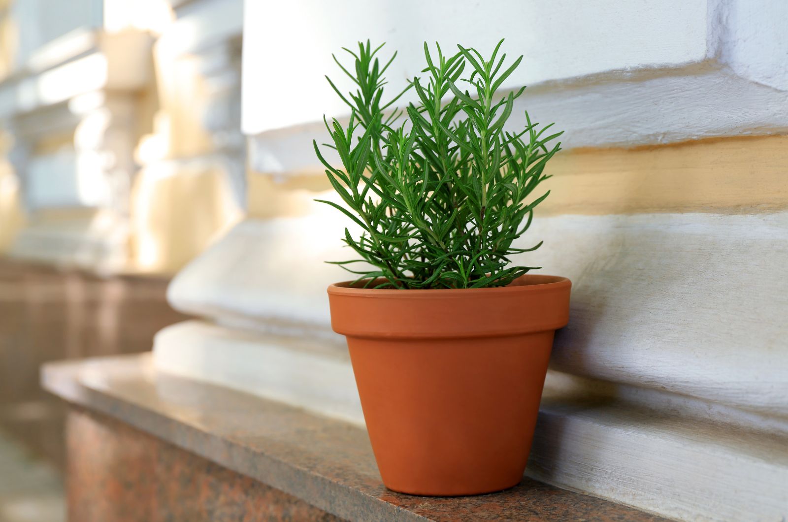 Small Pot with a Rosemary Plant