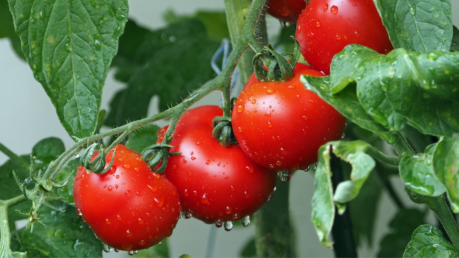 full grown tomato