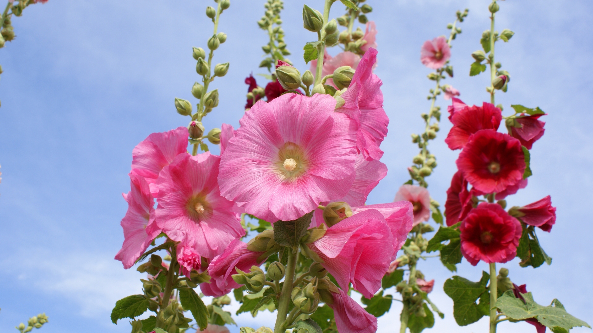 pink flowers of hollyhocks