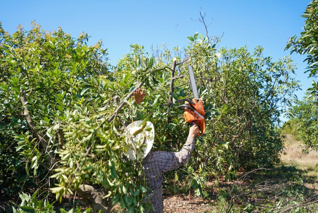 The farmer is pruning the avocado plant