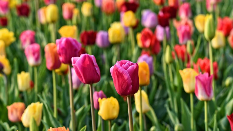 tips for transplanting tulips