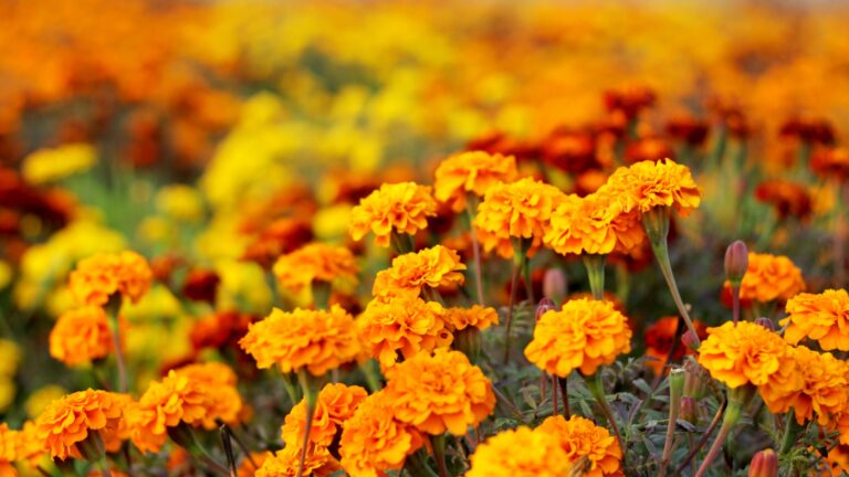 Marigold plants