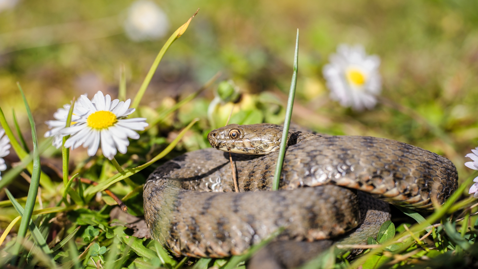 photo of snake on grass