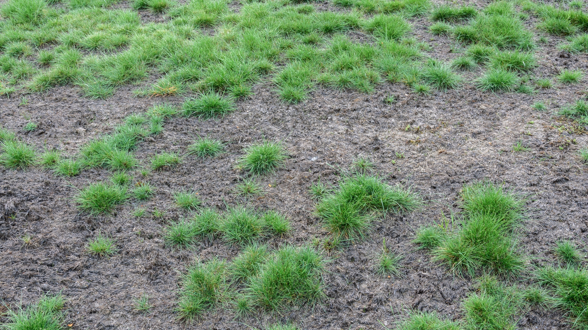 This Fast-spreading Disease Can Ruin Your Lawn In No Time!