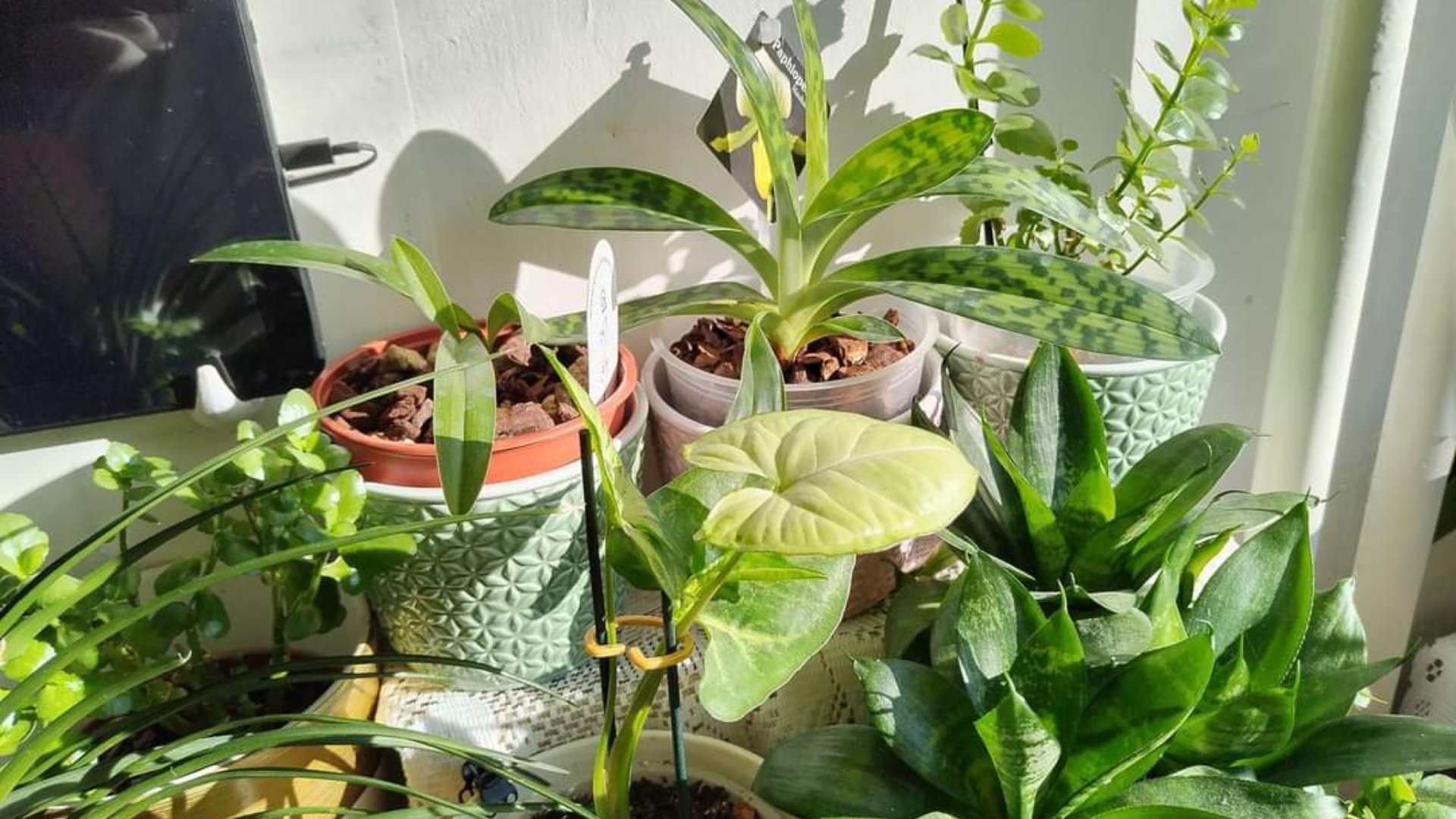 plants in a pots