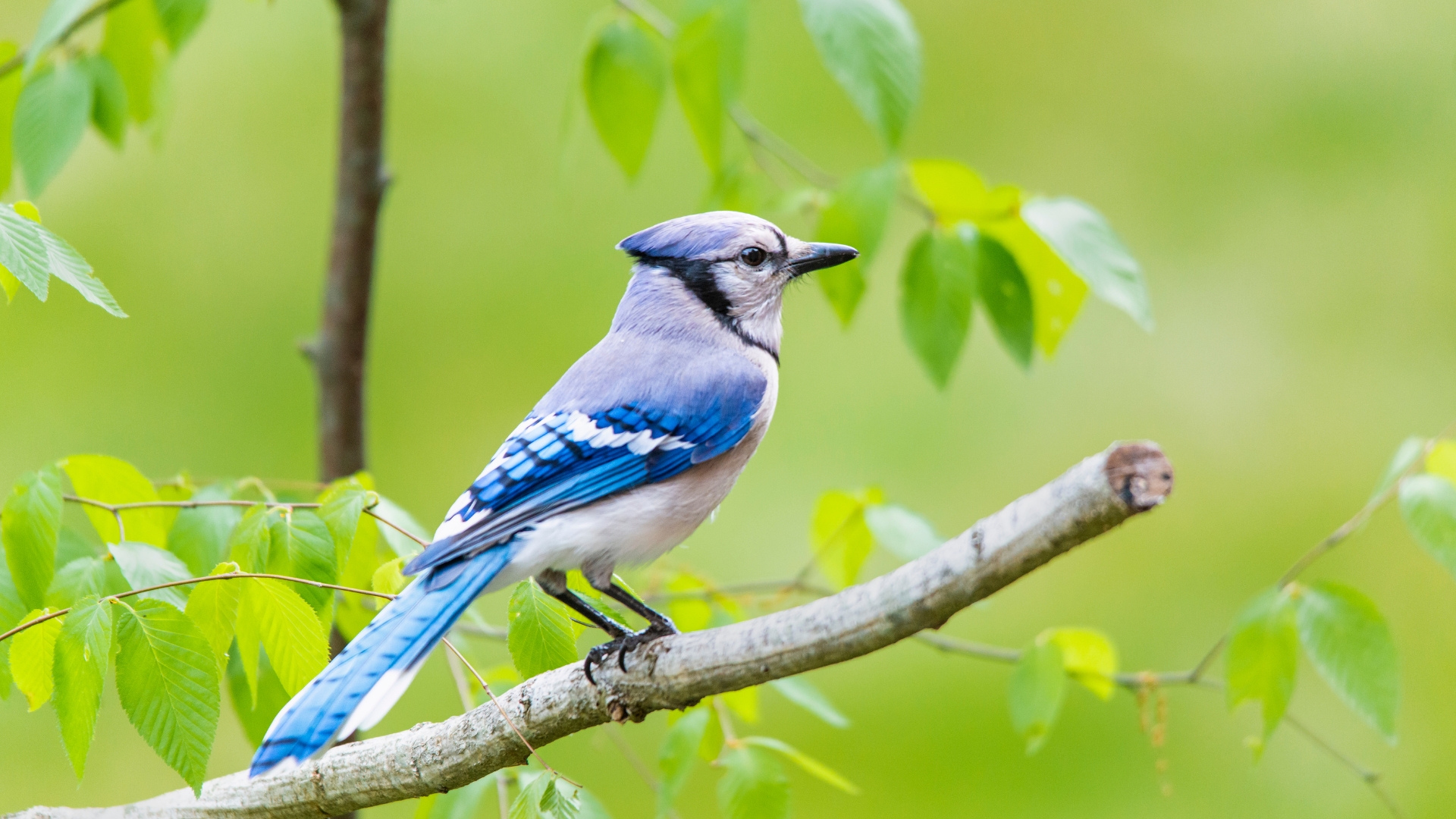 This Is The Reason Why You Should Avoid Attracting Blue Jays To Your Yard At All Costs